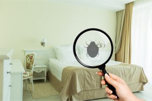 Proteggersi dalle Punture di Cimici da Letto e dalla Presenza di Insetti Neri in Casa